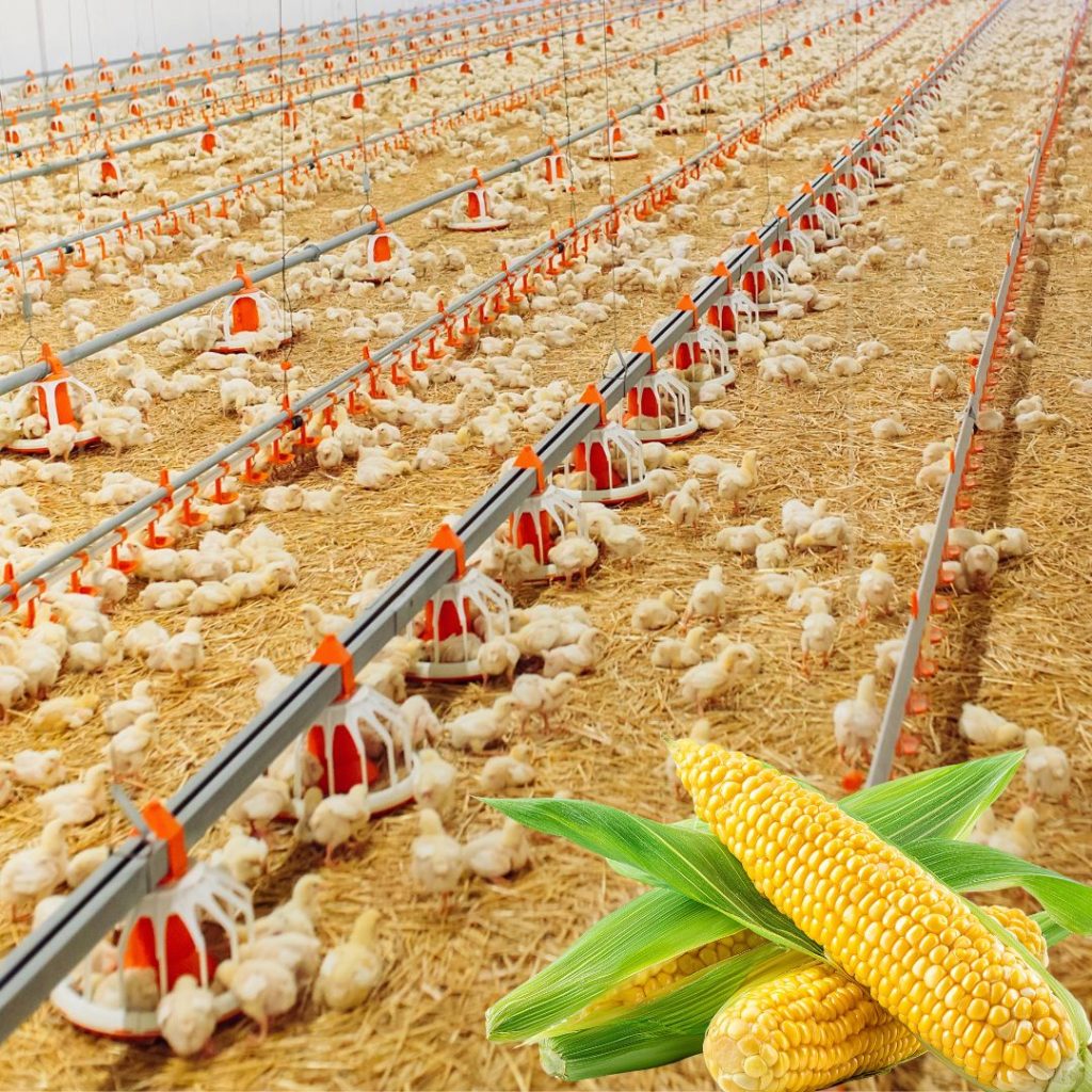 Japan-Bangla premium poultry feed bags for broilers and layers in Bangladesh farm setting, boosting egg production and rapid growth.