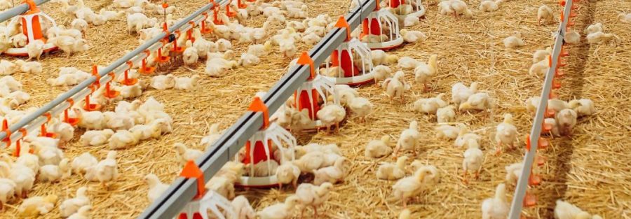 Japan-Bangla premium poultry feed bags for broilers and layers in Bangladesh farm setting, boosting egg production and rapid growth.